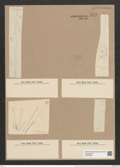 Thalassiothrix frauenfeldii Grun. (de-Toni-Nr.: Genus 67, Species 2669) Zeichnungen Sammlung Grunow Nr. 5441 (NHMW-BOT-W0373856)